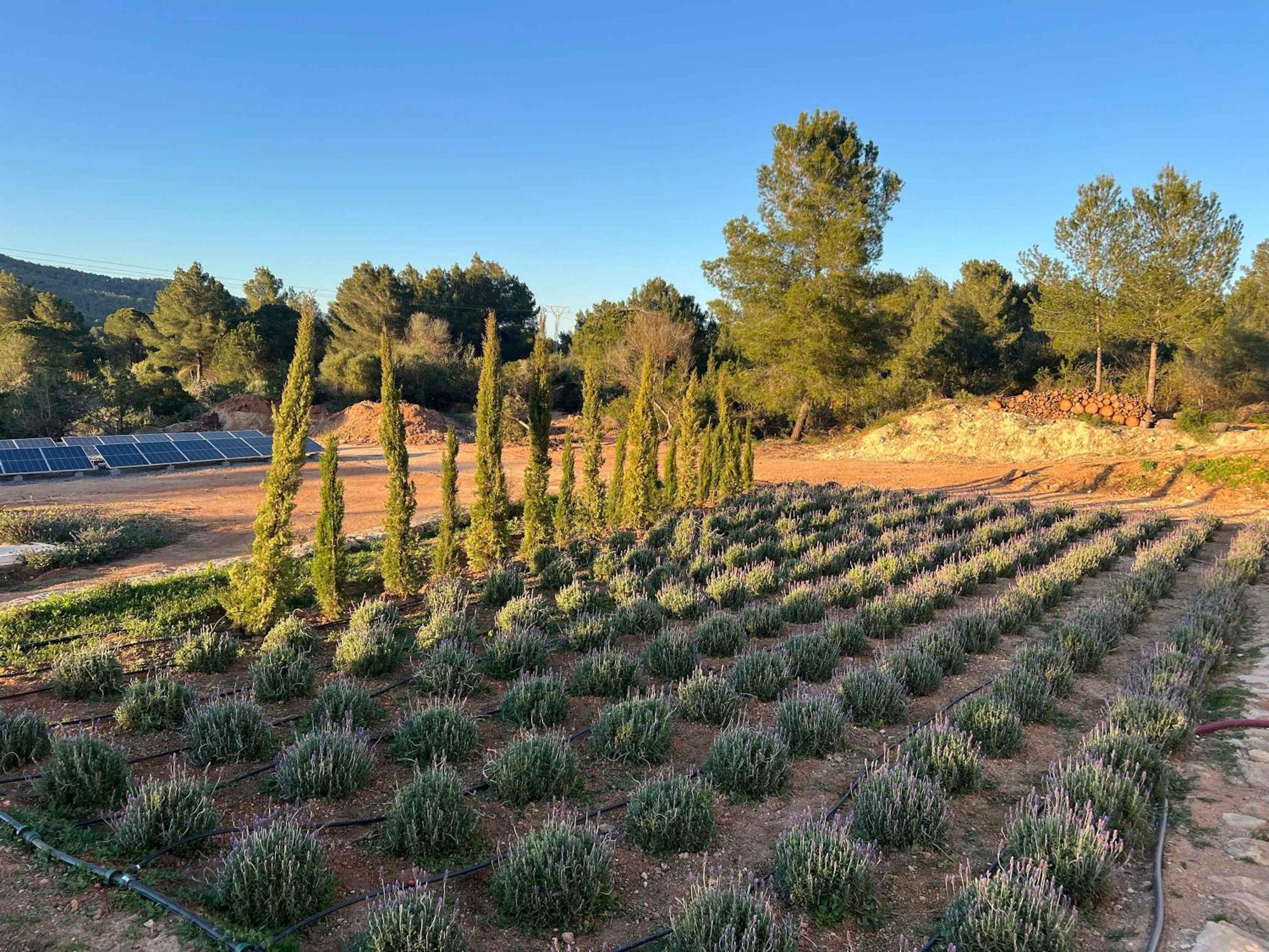 Amasana - Your Sanctuary Of Peace In Ibiza - 6 Br Villa Santa Eularia des Riu