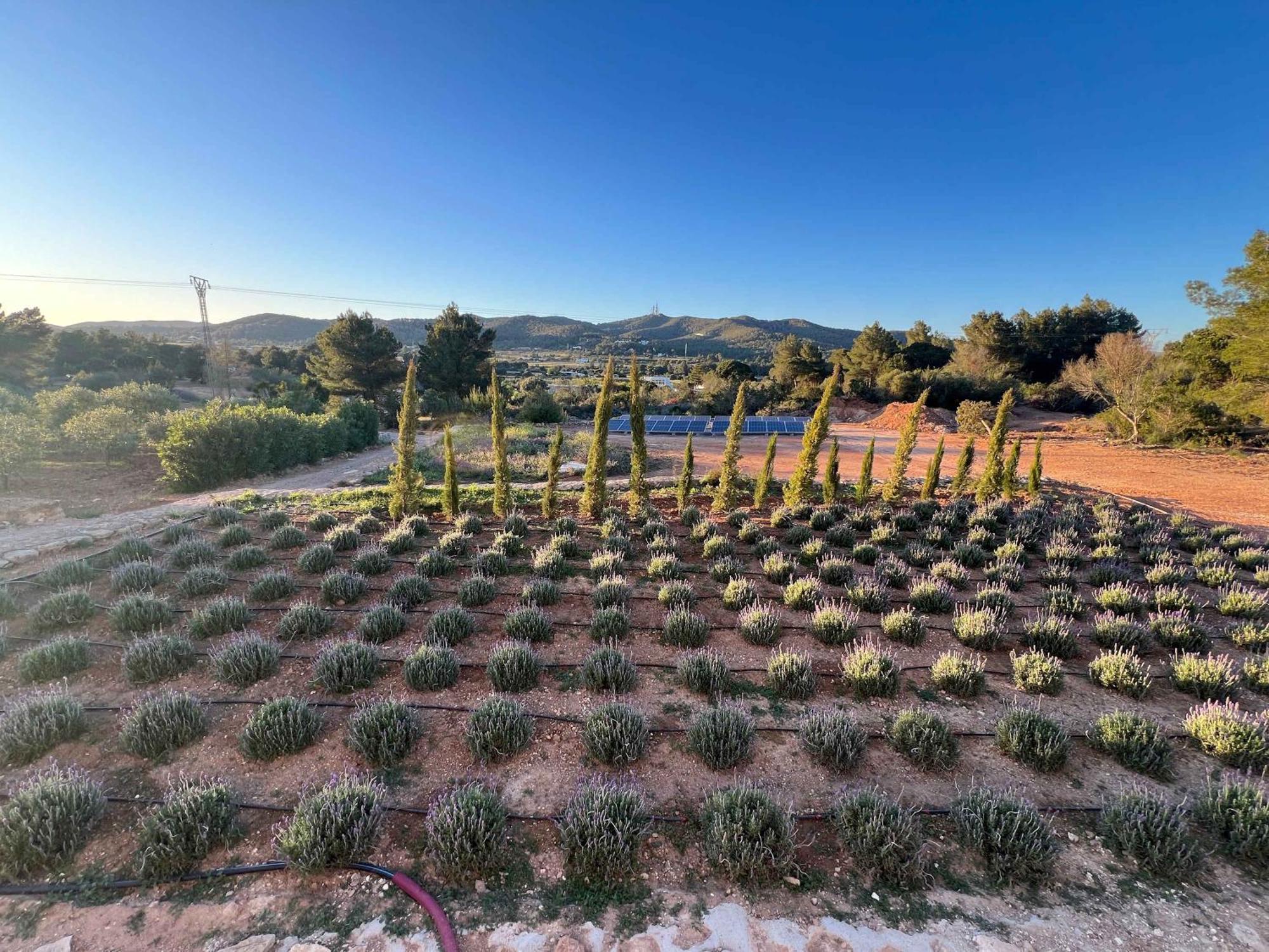 Villa Amasana - Your Sanctuary Of Peace In Ibiza - 6 Br *