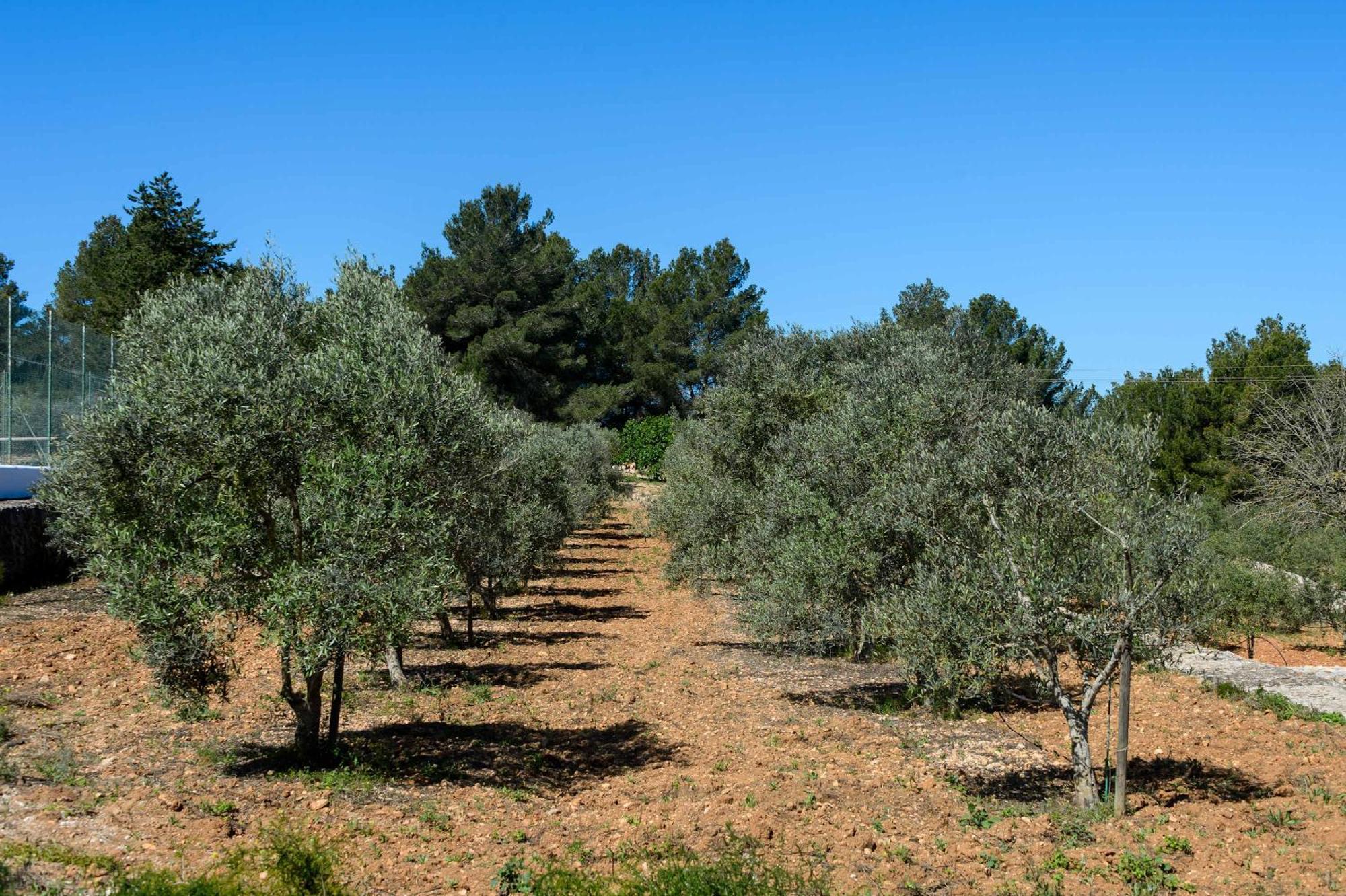 Amasana - Your Sanctuary Of Peace In Ibiza - 6 Br *