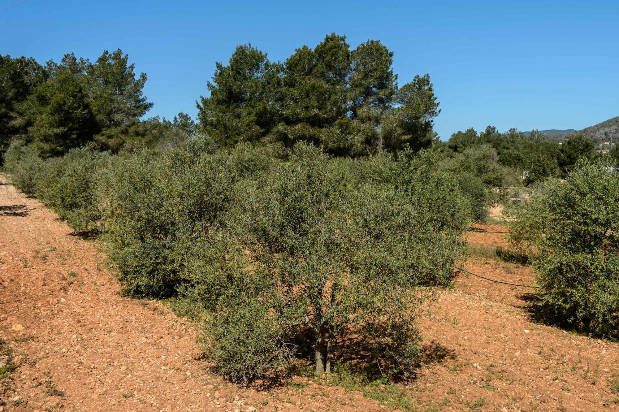 Amasana - Your Sanctuary Of Peace In Ibiza - 6 Br * Santa Eularia des Riu