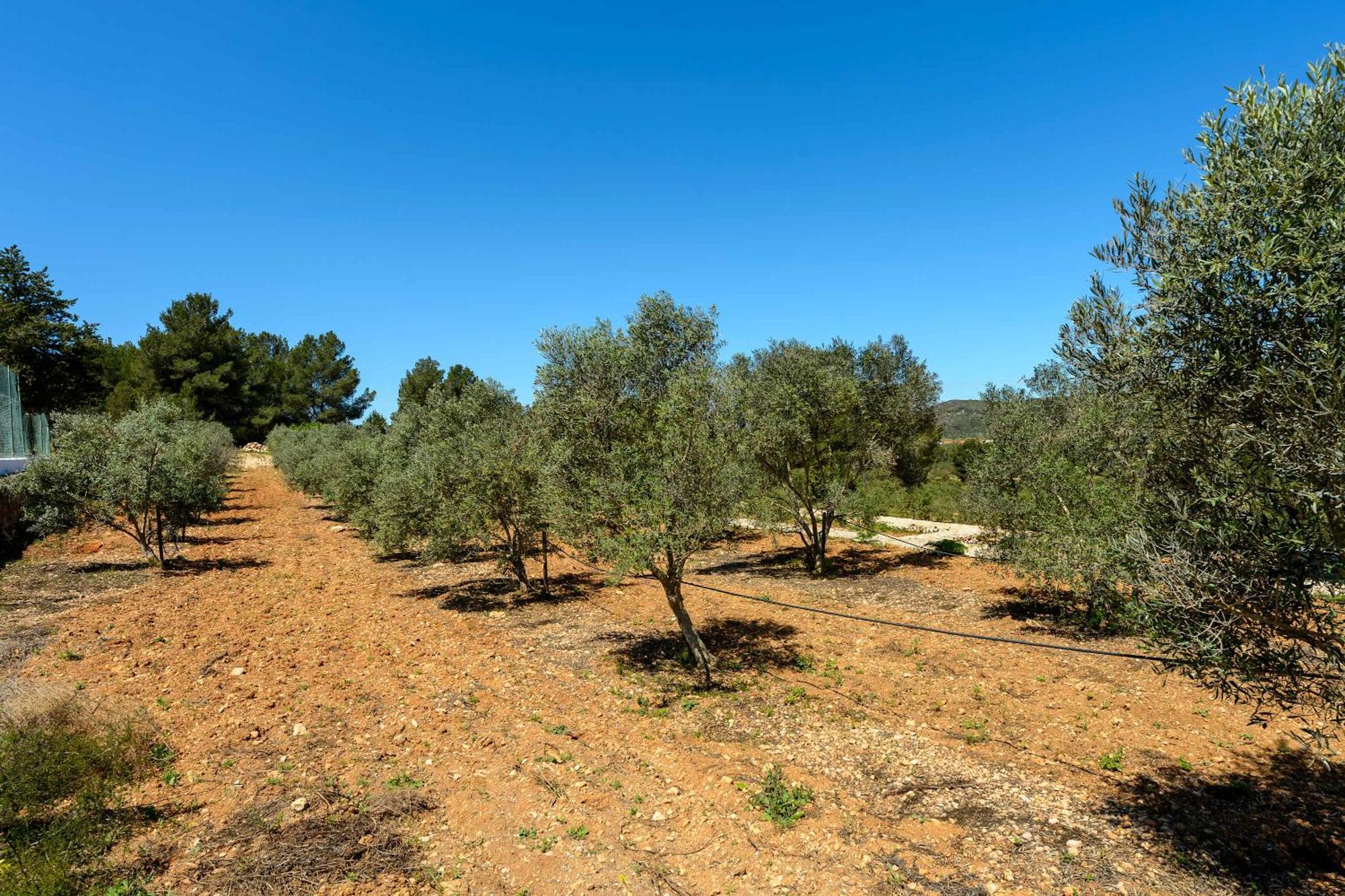 Villa Amasana - Your Sanctuary Of Peace In Ibiza - 6 Br Santa Eularia des Riu